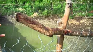 Arapal Christian Camp - DAM
