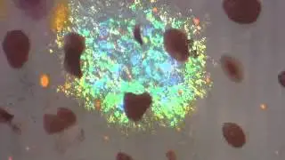 Nerves Innervate Color-Changing Iridophores in Squid Skin