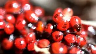 Shield bug nymph macro video