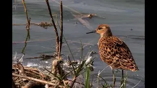 RSPB Frampton Marsh 06 09 2018
