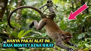 HANYA PAKAI ALAT INI RAJA MONYET KENA JERAT
