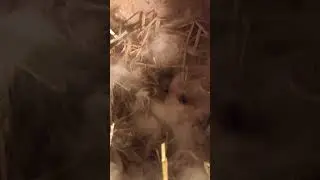 Pearl's 2nd litter (6 kits). #hollandlop #bunnies #cute #adorable #rabbit #family #babies #birth
