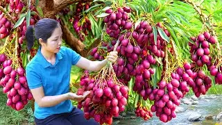 Harvesting 1000+ Oleaster Nhot Fruit To Sell At Market,How Oleaster Salad | Hana Harvesting