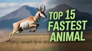 Top 15 Fastest Animals !￼