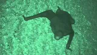 Naked Bulldog Bat (08Apr2014e)