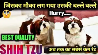 Shih Tzu Dog Price In India 2026 | Shih Tzu Dog Price And Monthly Cost | Shih Tzu dog