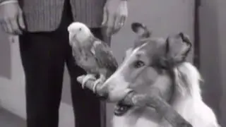 Lassie stunts ep 33 Various birds