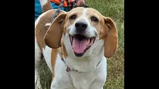 Billy Ray - sweetest boy ready for adoption at Brown County Humane Society