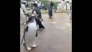 il pinguino che balla