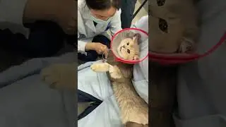 Cat doctor #funny #cutecreations #funnyanimals #funnypets #cats #cute #cuteanimals #pets
