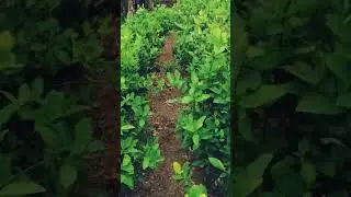 matas de coca
