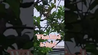 A little songbird visited our tree this morning. #birds #song #bird #morning #songbird #cute