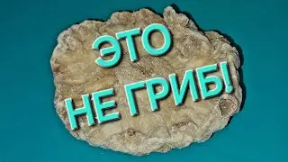 Реакция мужа на ... S08E12. Сушеный ананас