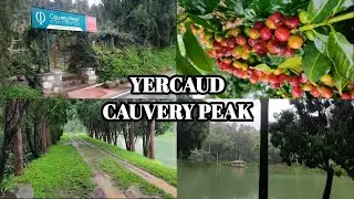 YERCAUD Cauvery Peak | Coffee Estate Tour | History of Coffee Plantation | Tamil | Enna Pandringa...