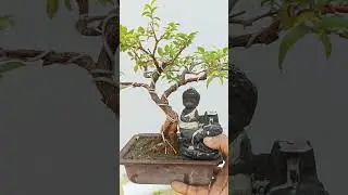 Malphigia glabra (bonsai) 2020lockdown memories #malphigiaglabra #cherrybonsai #bonsai #bonsaitree #
