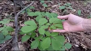How To Find Ginseng-Green Gold Southeast Ohio 2024