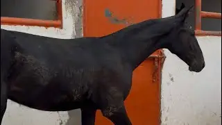 تحياتي الجمهور الكريم،أجي تولعو معنا من ضيعة الأخ #محمد_مكي،عودات ملحات وجدوعا فطام الله يبارك🇲🇦