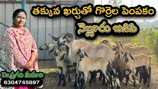 తక్కువ పెట్టుబడితో గొర్రెల పెంపకం || Sheep Farm || Nellore Judipi || నెల్లూరు జుడిపి #sheep #goat