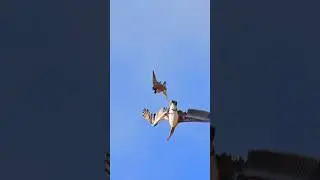 How peregrine falcon vs pelican mid air #peregrine #Birdofprey #sonyalpha #attack