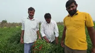 Srinivasa raithu depo vatsavai, 8143985599 #agriculture Agroisia seeds pvt.. AGS-Hot star
