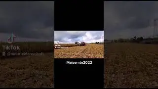 Maisernte#landwirtschaft #mais #felder
