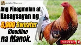 Pinagmulan at Kasaysayan ng 5,000 Sweater Bloodline na Manok #manok #chicken #rooster #backyard