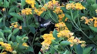 Titan Sphinx Moth