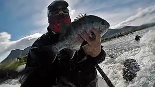 Catching Galjoen in Big Swell on light tackle