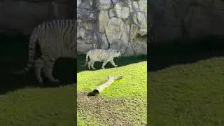Белый тигр в Аргентине