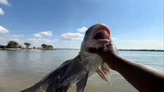 Catching Monster black drum on light tackle *PB?*
