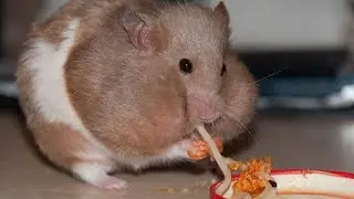 Funny Hamster Eating Fail  Try Not To Laugh
