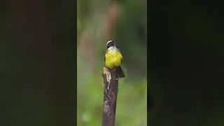 Bienteveo Alicasta&ntilde;o, Atrapamoscas de pecho amarillo, mosquero llor&oacute;n CANTO. Aves de Colombia