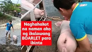 Naghahakot na naman ako ng ikalawang boarlet para ibinta