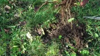 Diggit & Diggit2 - Perfect tools for dandelion removal (taprooted weeds)