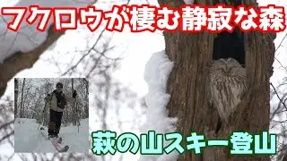 テレマーク・ライトツーリングで雪の丘陵を征く／フクロウに遭遇しました