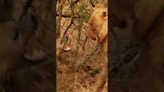 Lion is King  #lion  #africa#king #animals #hyena #fight #wildlife #wildanimals #nature #motivation