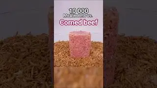Mealworms vs. Corned beef 🐮