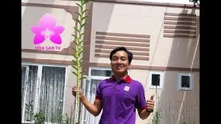 Ngỡ Ngàng Với Giò Phi Điệp 5CT Phú Thọ Siêu Khủng Thân Dài 2,45m Có 1-0-2 [HOALANTV]