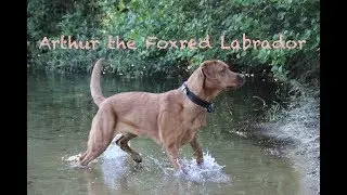 Arthur the Foxred Labrador