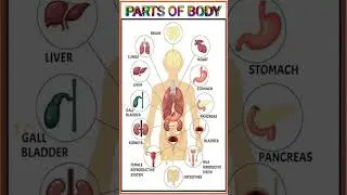 Parts of Body | #learn #english #education #youtubeshorts #liver #part #body #brain #heart #lungs