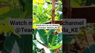 How i cut kitchen budget #gardening #countrysidelifevlog #diy #farming