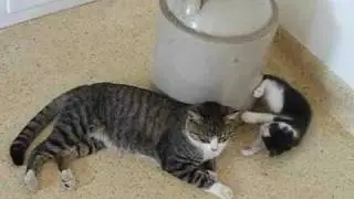 Kitten hijinks...Thirteen and Norman