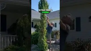 Можжевельник Траутмана, Juniperus chinensis 'Trautman' #Conifer