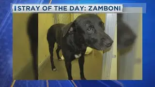 Stray of the Day: Zamboni Good Day Siouxland 5am 7-24-24