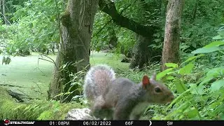 Trail cam: Squirrel meets frog!