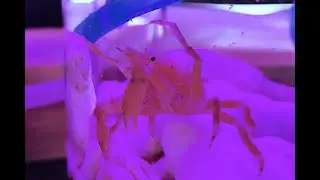 ヨツハモガニ、ヨツバモガニ　Pugettia quadridens