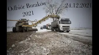Odbiór Buraków 2021🌱Hp Osale