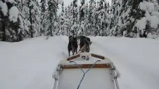Dog Sled ride Fairbanks Alaska