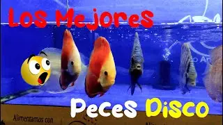 Los mejores Peces Disco - Nueva Importaci&oacute;n 🥰 Nos llegaron los Peces Para la Expo 🤯