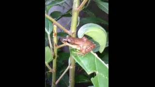 Common Tree Frog